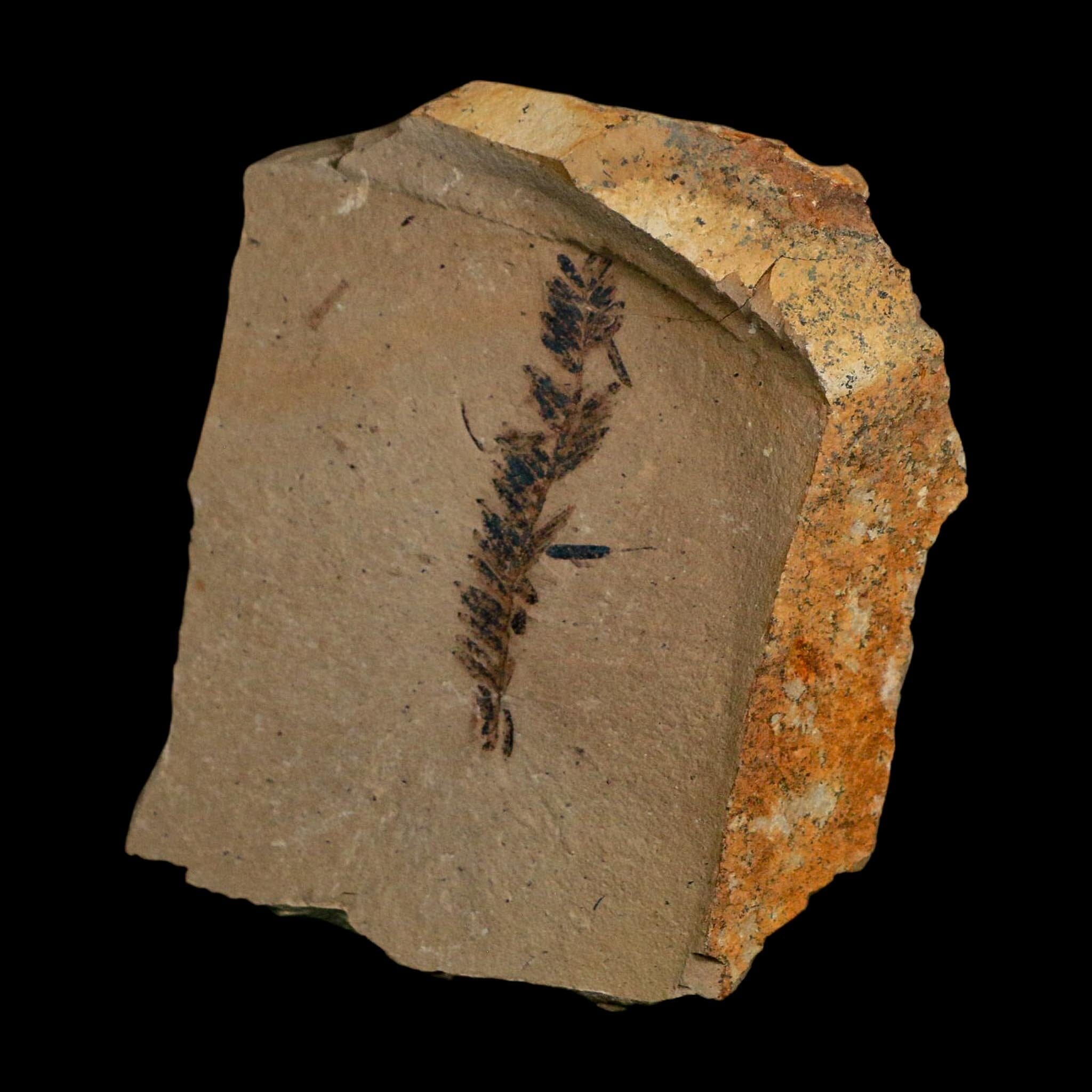 1.7" Detailed Fossil Plant Leafs Metasequoia Dawn Redwood Oligocene Age MT COA - Fossil Age Minerals