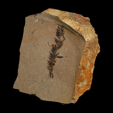 1.7" Detailed Fossil Plant Leafs Metasequoia Dawn Redwood Oligocene Age MT COA