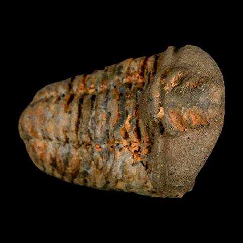 3.2" Flexicalymene Trilobite Fossil Ordovician Age Tazzarine Region Morocco COA - Fossil Age Minerals