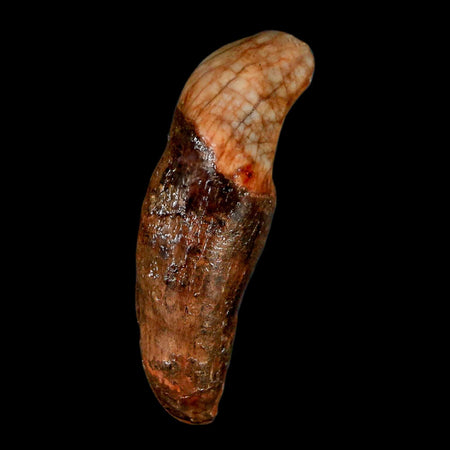 1.8" Extinct Cave Bear Ursus Spelaeus Incisor Tooth Rooted Pleistocene Age COA, Stand