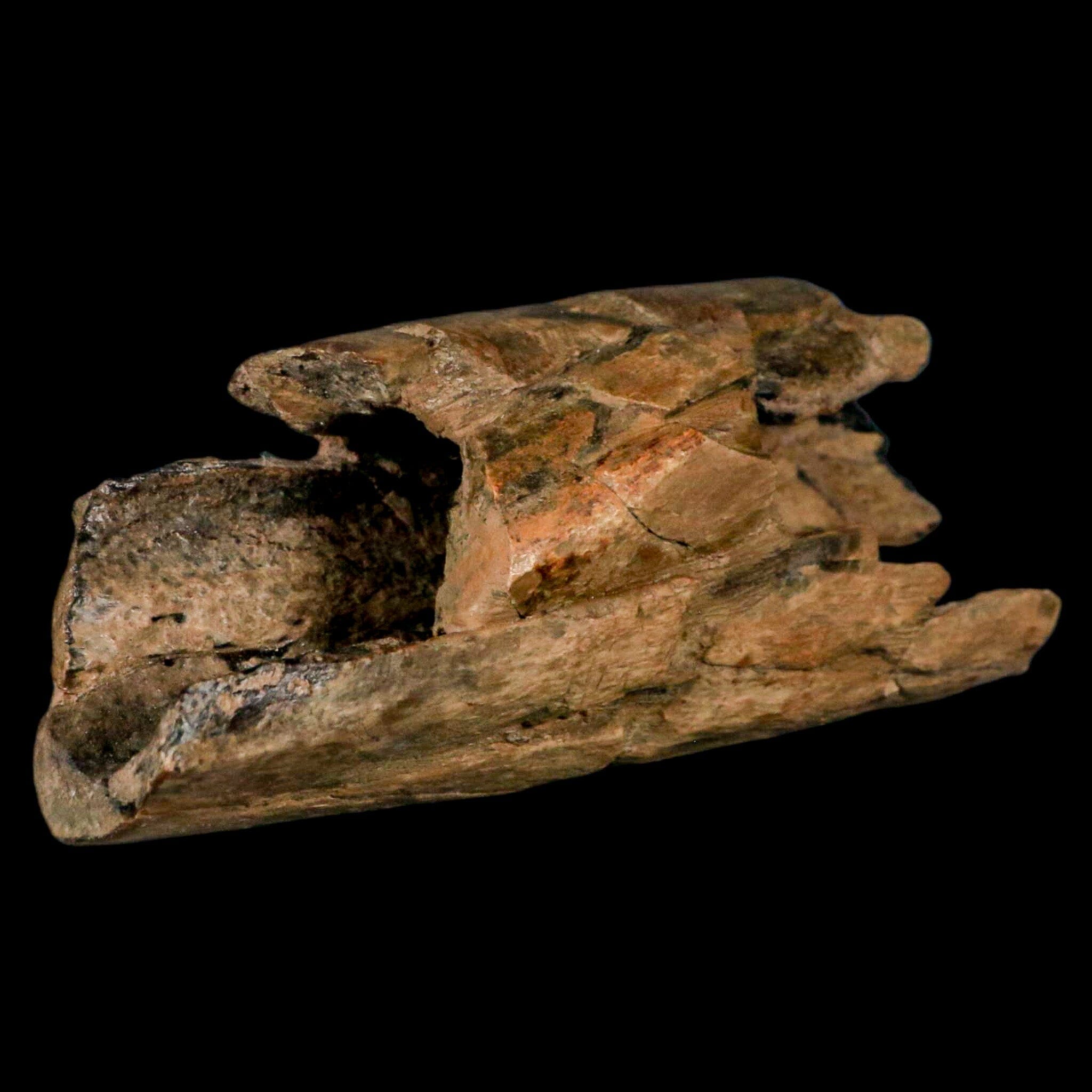 5.2" Thescelosaurus Fossil Tibia Bone Cretaceous Dinosaur Hell Creek MT COA Stand - Fossil Age Minerals