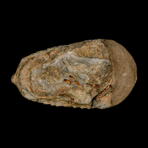 3.2" Flexicalymene Trilobite Fossil Ordovician Age Tazzarine Region Morocco COA - Fossil Age Minerals