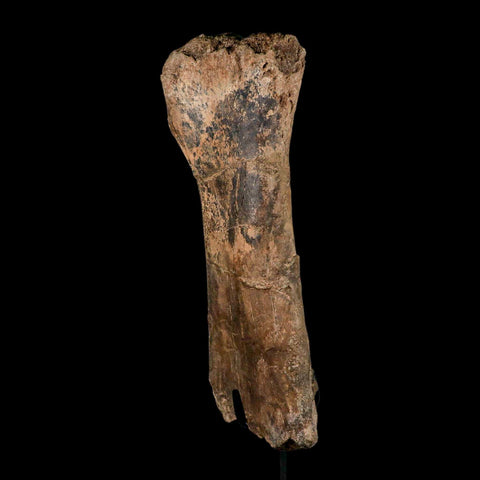14.4" Triceratops Fossil Fibula Bone Hell Creek FM Cretaceous Dinosaur MT COA Stand - Fossil Age Minerals