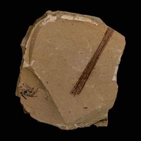1.7" Detailed Fossil Plant Leafs Metasequoia Dawn Redwood Oligocene Age MT COA