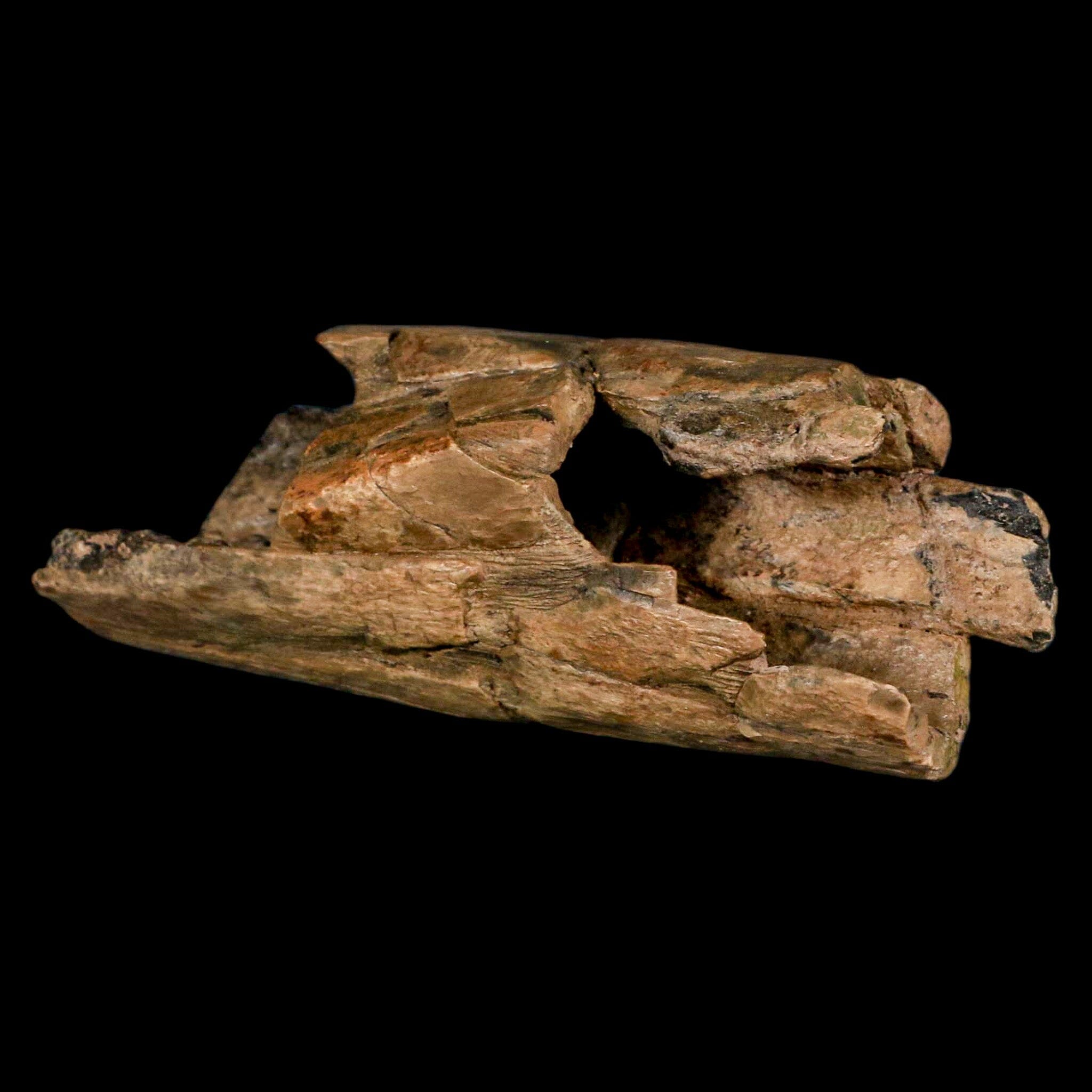 5.2" Thescelosaurus Fossil Tibia Bone Cretaceous Dinosaur Hell Creek MT COA Stand - Fossil Age Minerals