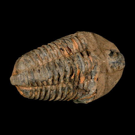 3.6" Flexicalymene Trilobite Fossil Ordovician Age Tazzarine Region Morocco COA