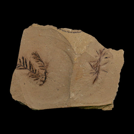 2 Two Detailed Fossil Plant Leafs Metasequoia Dawn Redwood Oligocene Age MT COA