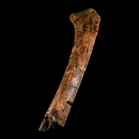 13.2" Edmontosaurus Fossil Rib Hell Creek FM Cretaceous Dinosaur MT COA Stand - Fossil Age Minerals