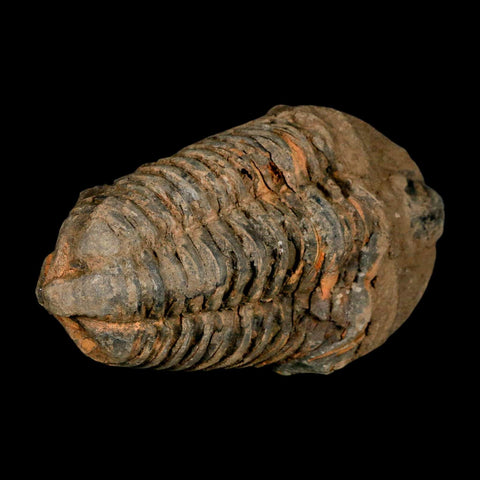 3.6" Flexicalymene Trilobite Fossil Ordovician Age Tazzarine Region Morocco COA - Fossil Age Minerals