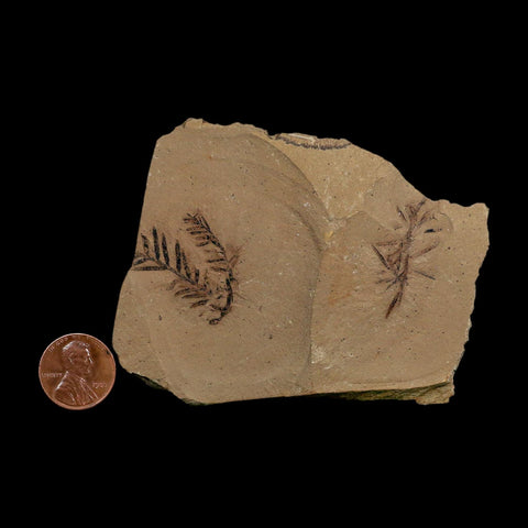 2 Two Detailed Fossil Plant Leafs Metasequoia Dawn Redwood Oligocene Age MT COA