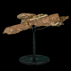 Edmontosaurus Dinosaur Fossils