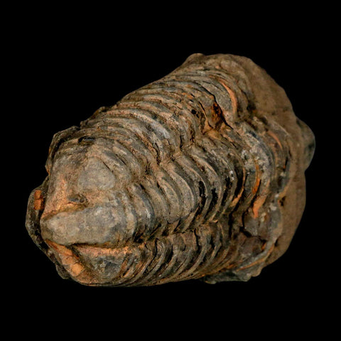 3.6" Flexicalymene Trilobite Fossil Ordovician Age Tazzarine Region Morocco COA - Fossil Age Minerals