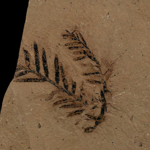 2 Two Detailed Fossil Plant Leafs Metasequoia Dawn Redwood Oligocene Age MT COA