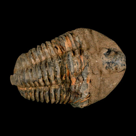 3.6" Flexicalymene Trilobite Fossil Ordovician Age Tazzarine Region Morocco COA