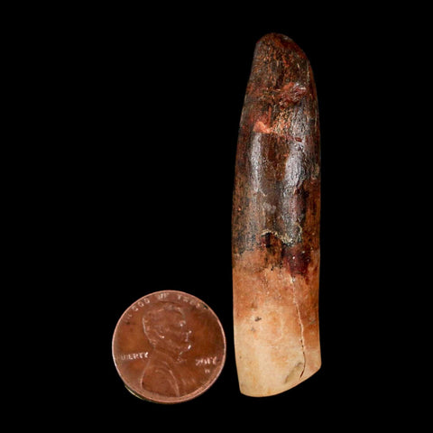 XL 2.3" Rebbachisaurus Sauropod Fossil Tooth Early Cretaceous Dinosaur COA - Fossil Age Minerals