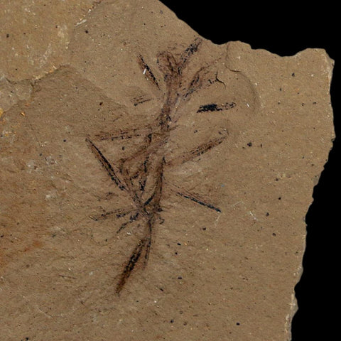 2 Two Detailed Fossil Plant Leafs Metasequoia Dawn Redwood Oligocene Age MT COA