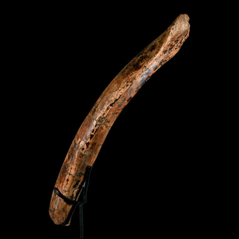 13.2" Edmontosaurus Fossil Rib Hell Creek FM Cretaceous Dinosaur MT COA Stand - Fossil Age Minerals