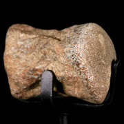 1.7" Mosasaur Fossil Vertebrae Cretaceous Dinosaur Era Texas Oza FM COA, Metal Stand
