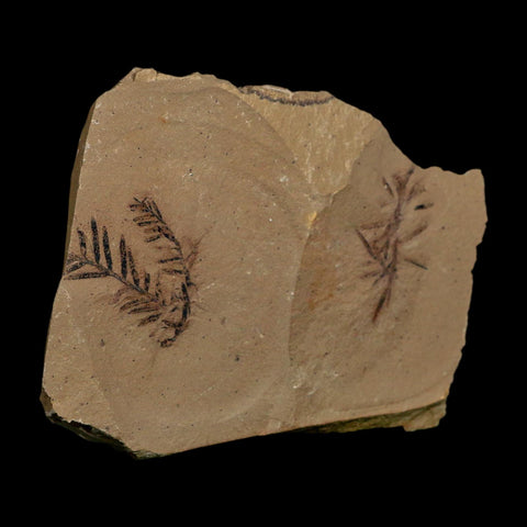 2 Two Detailed Fossil Plant Leafs Metasequoia Dawn Redwood Oligocene Age MT COA