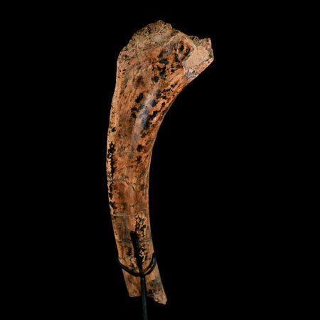 13.2" Edmontosaurus Fossil Rib Hell Creek FM Cretaceous Dinosaur MT COA Stand