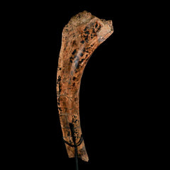 Edmontosaurus Dinosaur Fossils