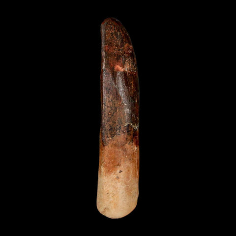 XL 2.3" Rebbachisaurus Sauropod Fossil Tooth Early Cretaceous Dinosaur COA - Fossil Age Minerals