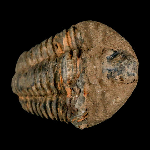 3.6" Flexicalymene Trilobite Fossil Ordovician Age Tazzarine Region Morocco COA - Fossil Age Minerals