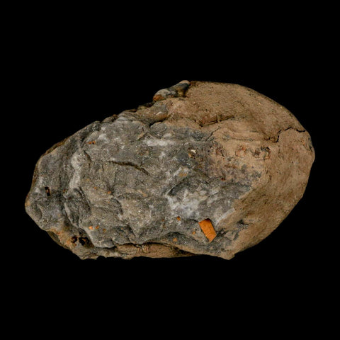 3.6" Flexicalymene Trilobite Fossil Ordovician Age Tazzarine Region Morocco COA - Fossil Age Minerals