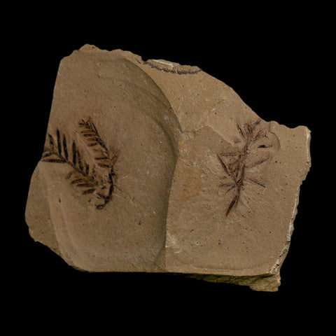 2 Two Detailed Fossil Plant Leafs Metasequoia Dawn Redwood Oligocene Age MT COA