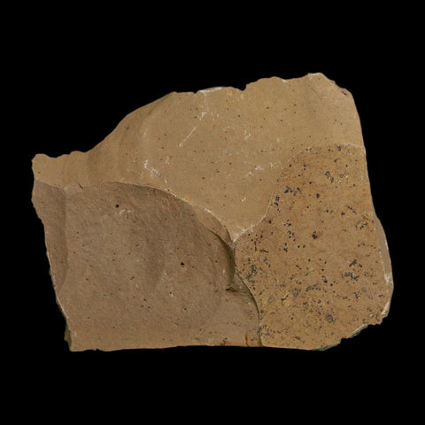 2 Two Detailed Fossil Plant Leafs Metasequoia Dawn Redwood Oligocene Age MT COA