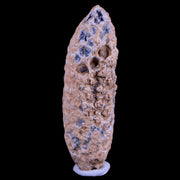 XL 2.1" Fossil Pine Cone Equicalastrobus Replaced By Agate Eocene Age Seeds Fruit