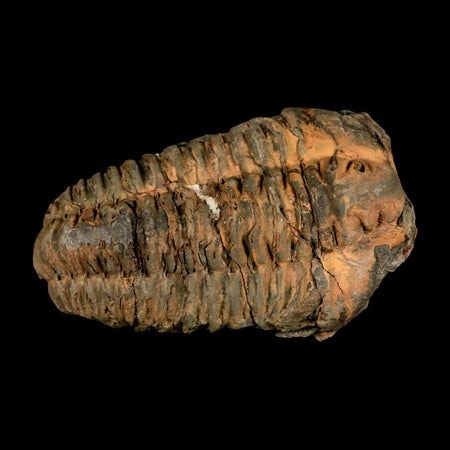 3.6" Flexicalymene Trilobite Fossil Ordovician Age Tazzarine Region Morocco COA