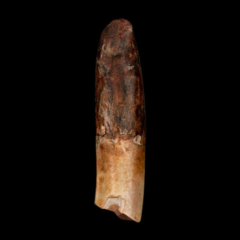 XL 2.3" Rebbachisaurus Sauropod Fossil Tooth Early Cretaceous Dinosaur COA - Fossil Age Minerals