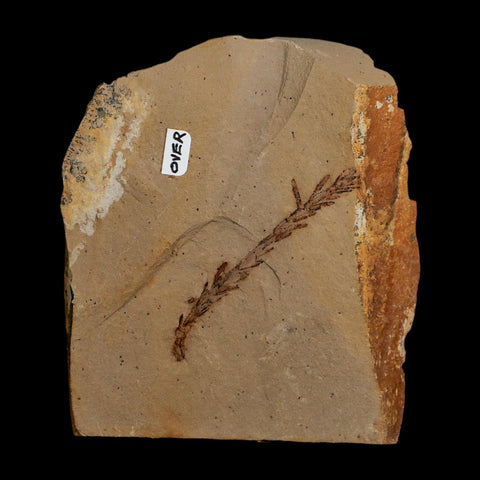 2 Two Detailed Fossil Plant Leafs Metasequoia Dawn Redwood Oligocene Age MT COA