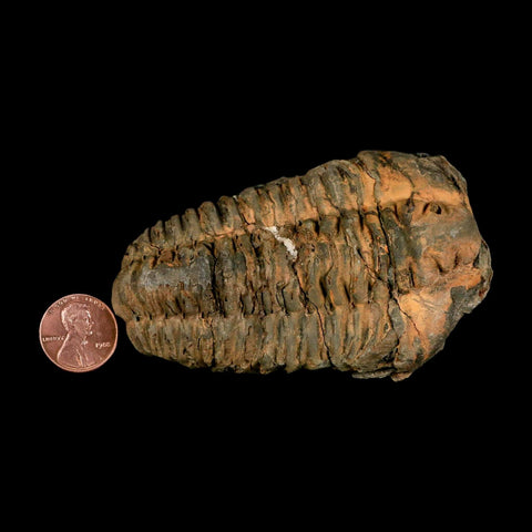 3.6" Flexicalymene Trilobite Fossil Ordovician Age Tazzarine Region Morocco COA - Fossil Age Minerals