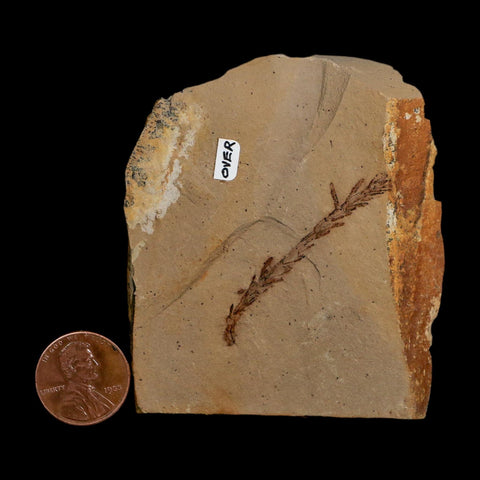2 Two Detailed Fossil Plant Leafs Metasequoia Dawn Redwood Oligocene Age MT COA