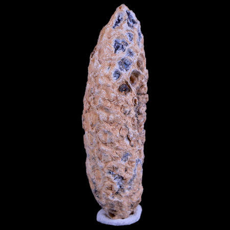 XL 2.1" Fossil Pine Cone Equicalastrobus Replaced By Agate Eocene Age Seeds Fruit