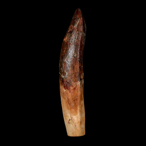 XL 2.3" Rebbachisaurus Sauropod Fossil Tooth Early Cretaceous Dinosaur COA - Fossil Age Minerals