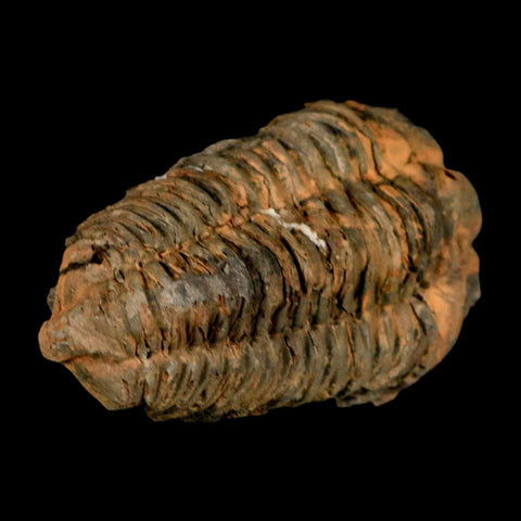 3.6" Flexicalymene Trilobite Fossil Ordovician Age Tazzarine Region Morocco COA - Fossil Age Minerals