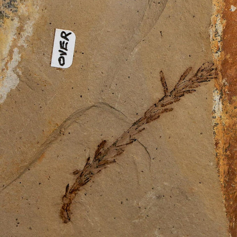 2 Two Detailed Fossil Plant Leafs Metasequoia Dawn Redwood Oligocene Age MT COA
