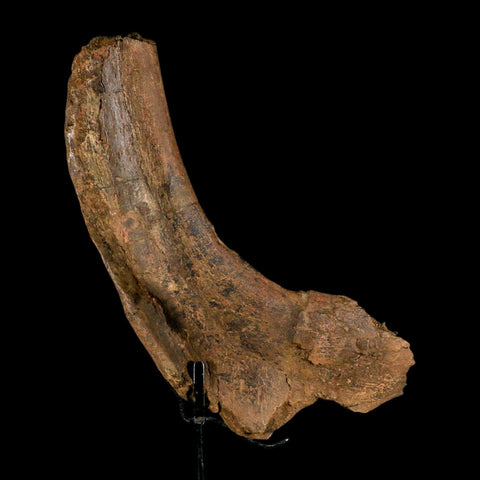 9" Triceratops Fossil Rib End Bone Hell Creek FM Cretaceous Dinosaur MT COA Stand - Fossil Age Minerals