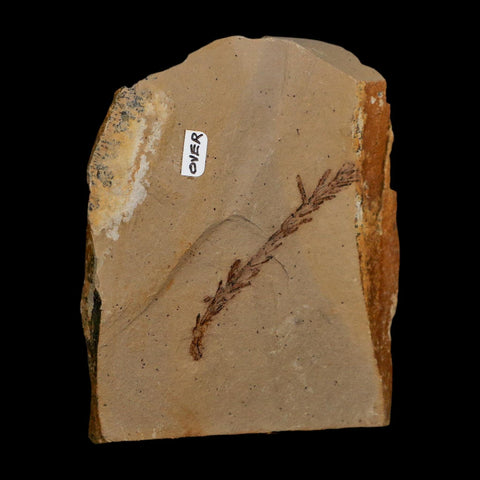 2 Two Detailed Fossil Plant Leafs Metasequoia Dawn Redwood Oligocene Age MT COA