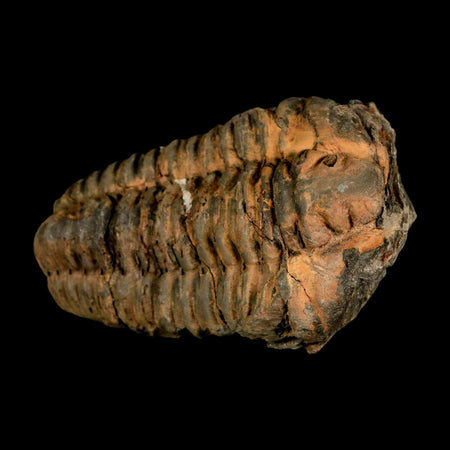 3.6" Flexicalymene Trilobite Fossil Ordovician Age Tazzarine Region Morocco COA