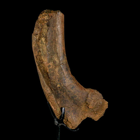 9" Triceratops Fossil Rib End Bone Hell Creek FM Cretaceous Dinosaur MT COA Stand - Fossil Age Minerals