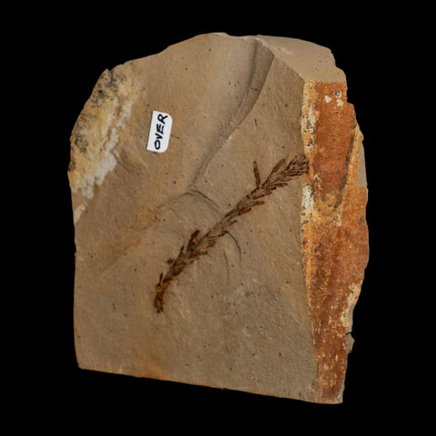2 Two Detailed Fossil Plant Leafs Metasequoia Dawn Redwood Oligocene Age MT COA