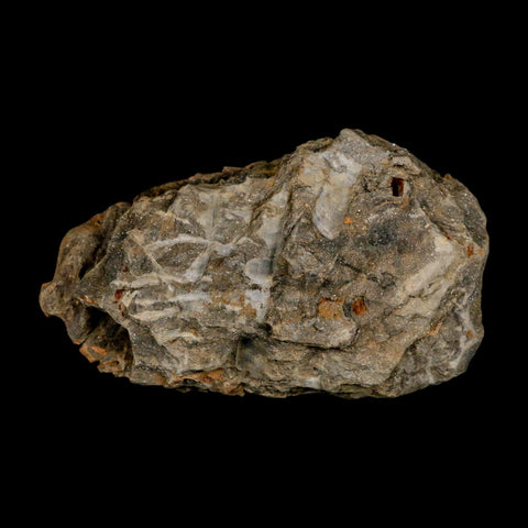 3.6" Flexicalymene Trilobite Fossil Ordovician Age Tazzarine Region Morocco COA - Fossil Age Minerals