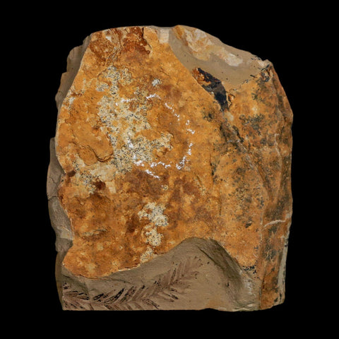 2 Two Detailed Fossil Plant Leafs Metasequoia Dawn Redwood Oligocene Age MT COA