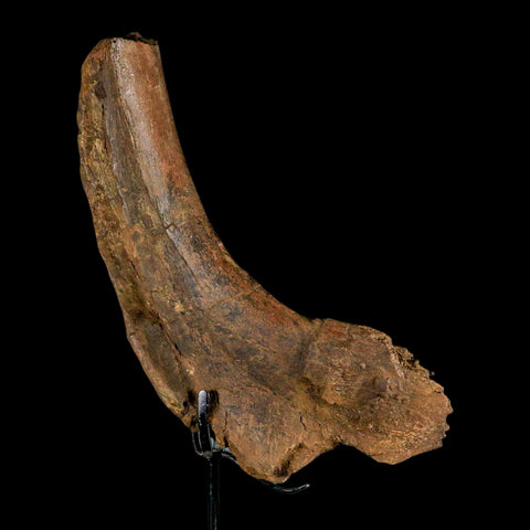 9" Triceratops Fossil Rib End Bone Hell Creek FM Cretaceous Dinosaur MT COA Stand - Fossil Age Minerals