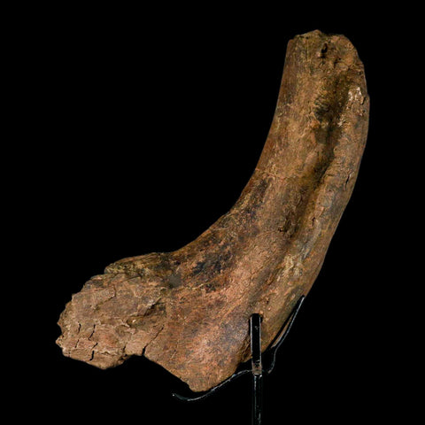 9" Triceratops Fossil Rib End Bone Hell Creek FM Cretaceous Dinosaur MT COA Stand - Fossil Age Minerals