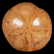 XL 92MM Pygurus Marmonti Sea Urchin Fossil Sand Dollar Jurassic Age Madagascar